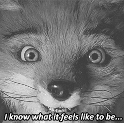 different wes anderson GIF different wes anderson GIF