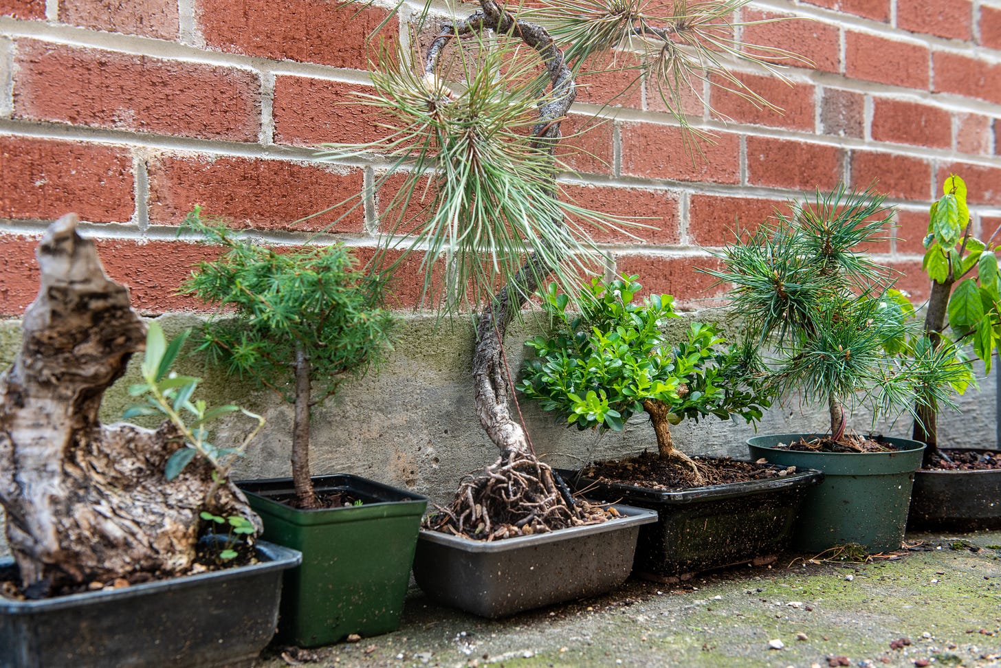 Image description: A lineup of some of my bonsai trees against a brick wall. End image description.