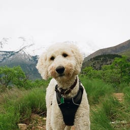 Substack profile picture for @utah