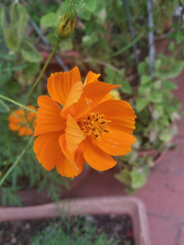An orange flower in bloom with leaves in the background, blurred.