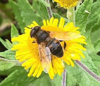 A Common dronefly male on flower.