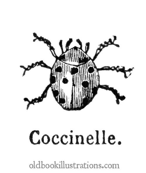 An illustration of a lady bug