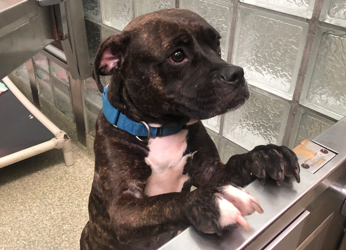 Can't rescue a dog? Shelter allows you to host a pet during 'Happy Hour' - WTOP News Can't rescue a dog? Shelter allows you to host a pet during 'Happy Hour' - WTOP News