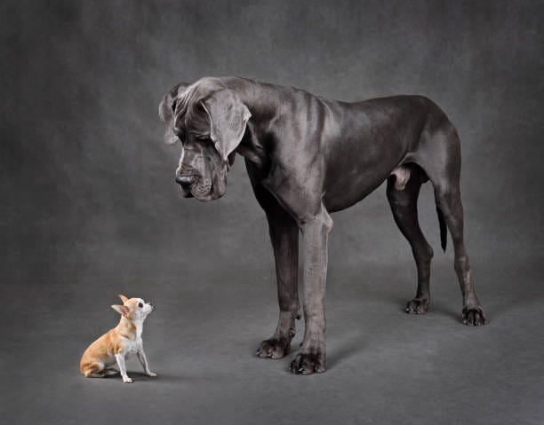 Small And Large Dogs Standing Face To Face Stock Photo - Download Image Now  - Large, Small, Dog - iStock