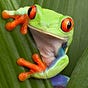 frog's avatar