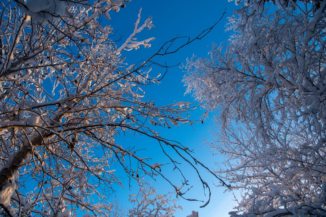 Snow-coated tree branches arch inward from both sides of the frame, forming a loose canopy around a bright, deep blue winter sky. The branches are thin and tangled, with thick clumps of white snow resting on them. Snow-coated tree branches arch inward from both sides of the frame, forming a loose canopy around a bright, deep blue winter sky. The branches are thin and tangled, with thick clumps of white snow resting on them.