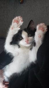 Gizmo