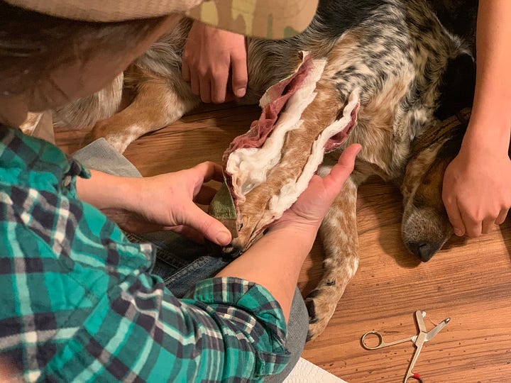 dog bandage splint