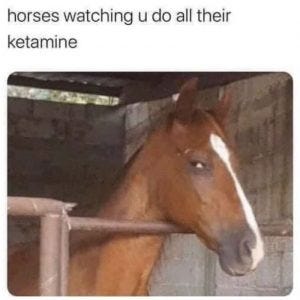 Horses Watching You Do All Their Ketamine - Meme - Shut Up And Take My ...