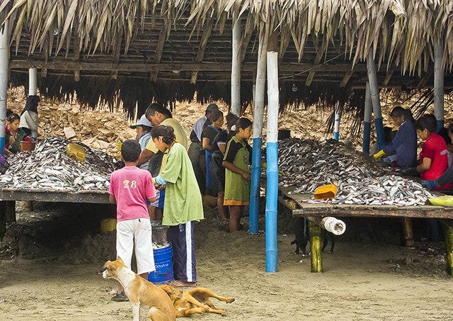 Sardines piled high in chop shacks, dogs playing, kids cleaning sardines Sardines piled high in chop shacks, dogs playing, kids cleaning sardines