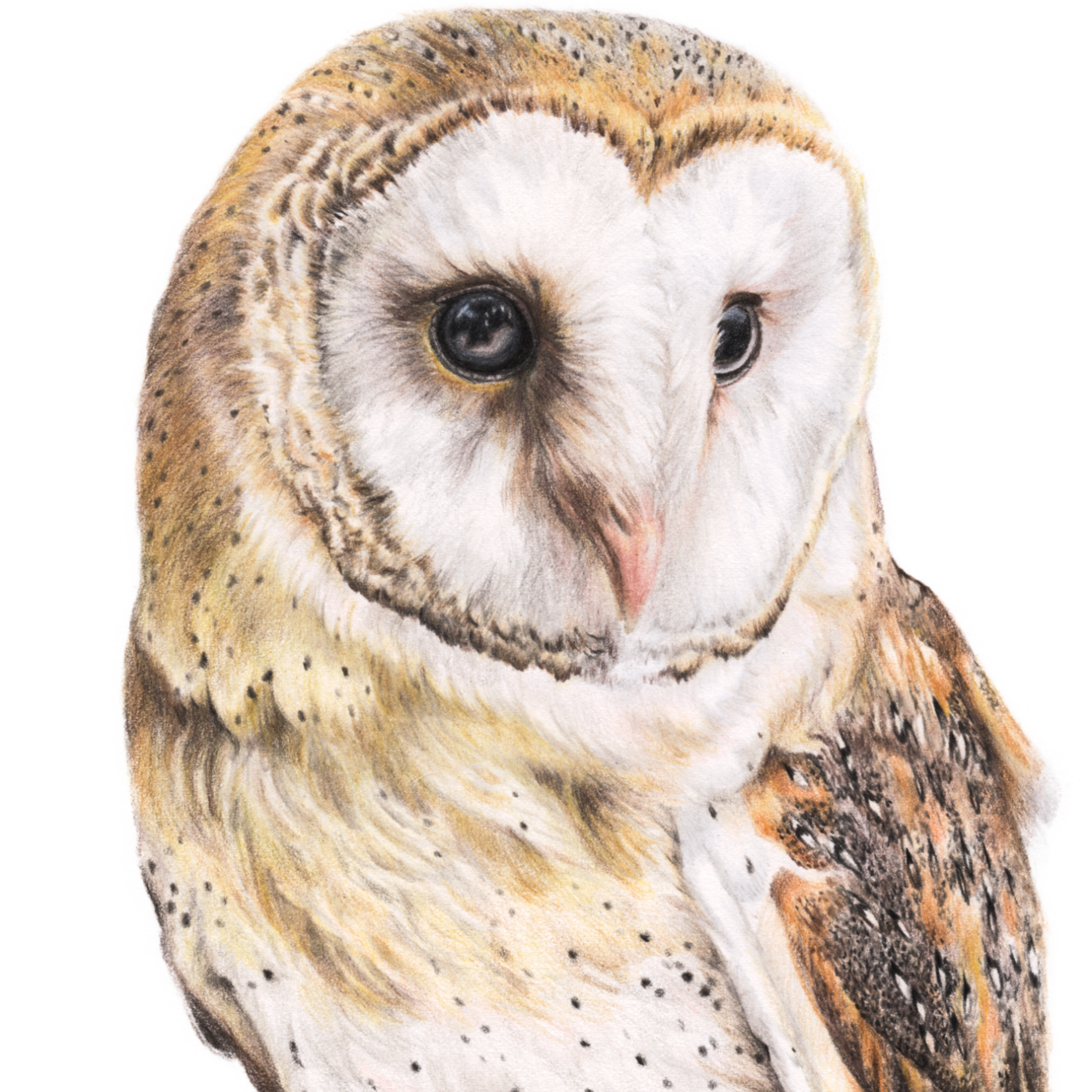 The Sketchbook Sanctuary