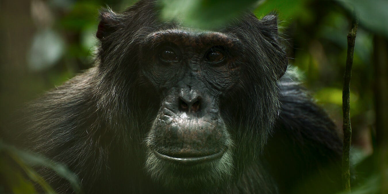 What Happened to the Chimps in 'Chimp Empire?' - Netflix Tudum What Happened to the Chimps in 'Chimp Empire?' - Netflix Tudum