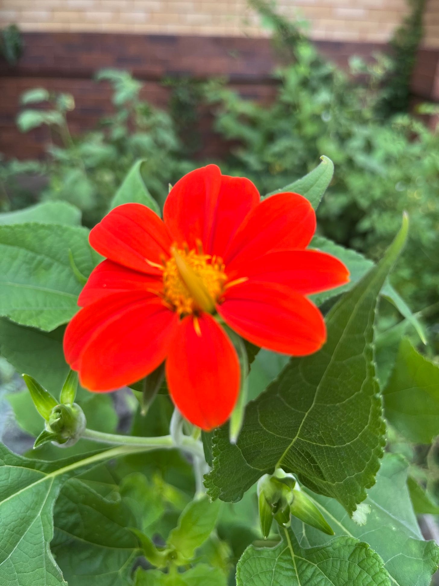 Bright, bright red flower