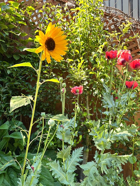 fruit and flowers bloom in the food forest
