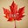 The Maple Leaf Patriot's avatar