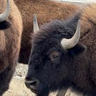BLM Moves to Push Bison Off Montana Public Lands Under Trump Administration Policy