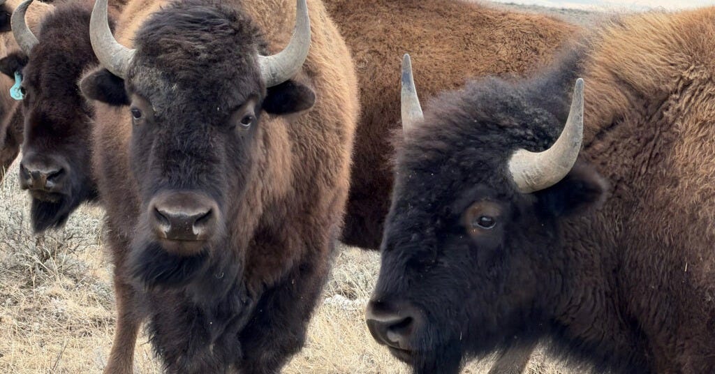 Trump Administration Targets Bison on Federal Grazing Lands - Inside  Climate News