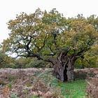 182. Royal Oak