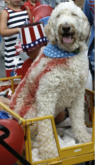 A dog in a parade
AI-generated content may be incorrect. A dog in a parade
AI-generated content may be incorrect.