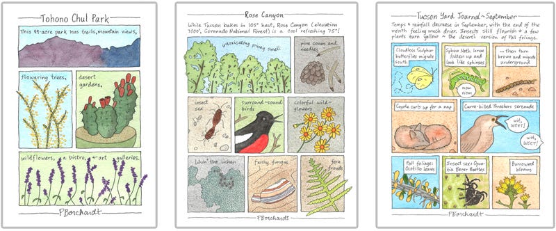 Tohono Chul Park, Rose Canyon, and Tucson Yard Journal ~ September (pen & watercolor)
