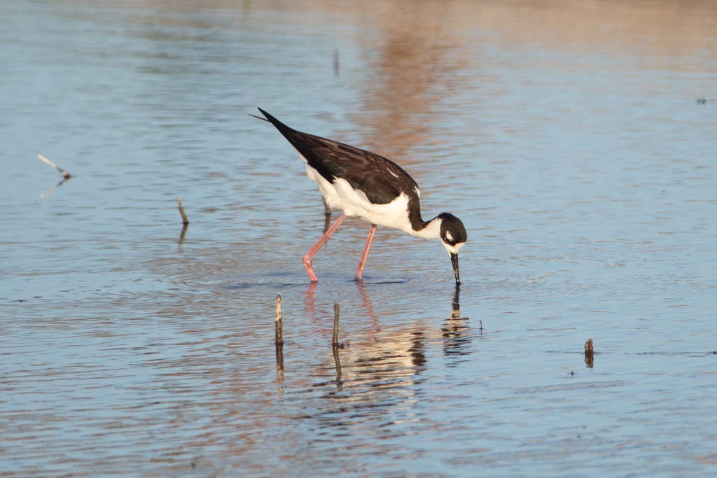 A large black and white wading bird with pink legs bent towards water, poking around for food