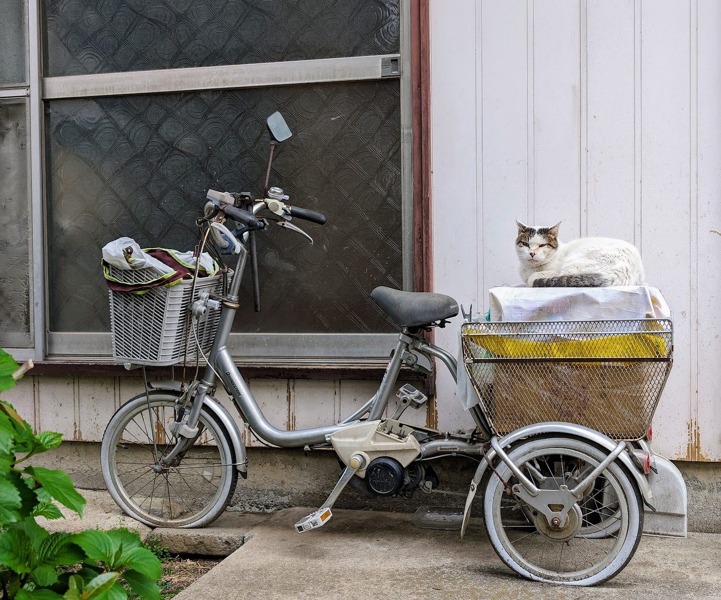 cat on a bike photo by Bill Adler cat on a bike photo by Bill Adler