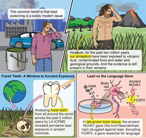 Ancient lead exposure shaped evolution of human brain