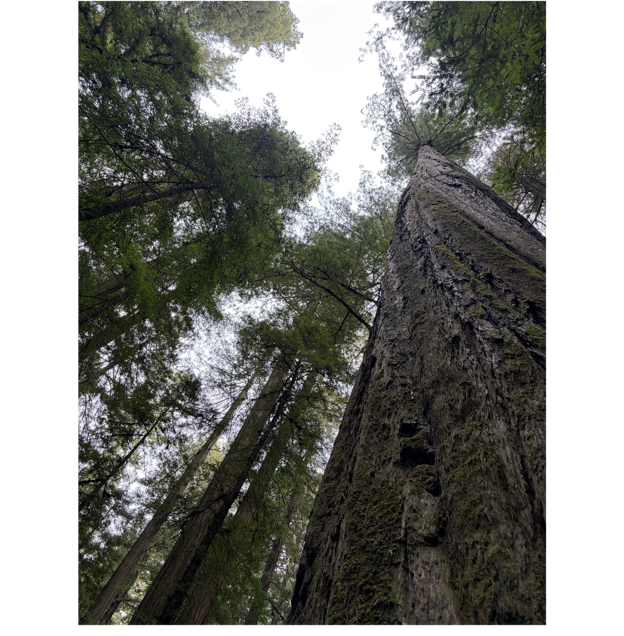 A tall tree in the forest

AI-generated content may be incorrect.