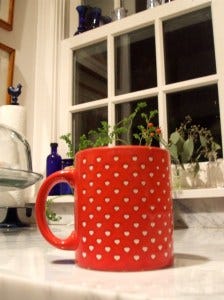 chambered nautilus coffee cup..