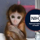 More "Winning": EXCLUSIVE: NIH Renews Grants for Harvard Monkey Lab, Fauci’s Beagle and Primate Tests