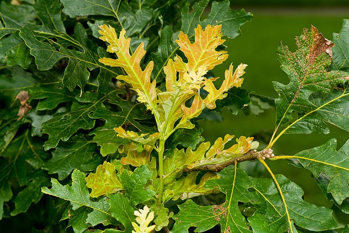 Second growth flushes in trees