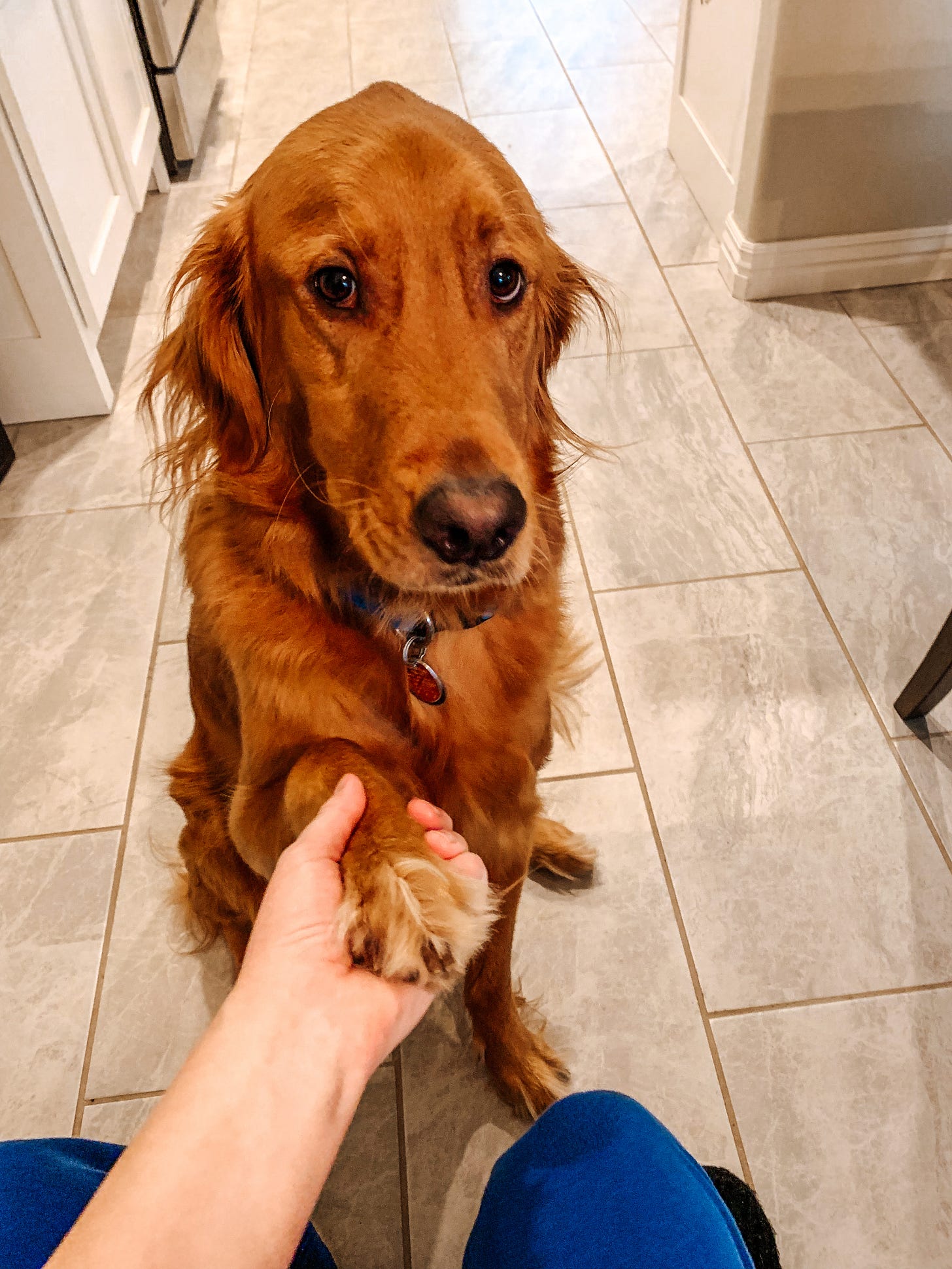 A red golden retriever holds his owner's hand