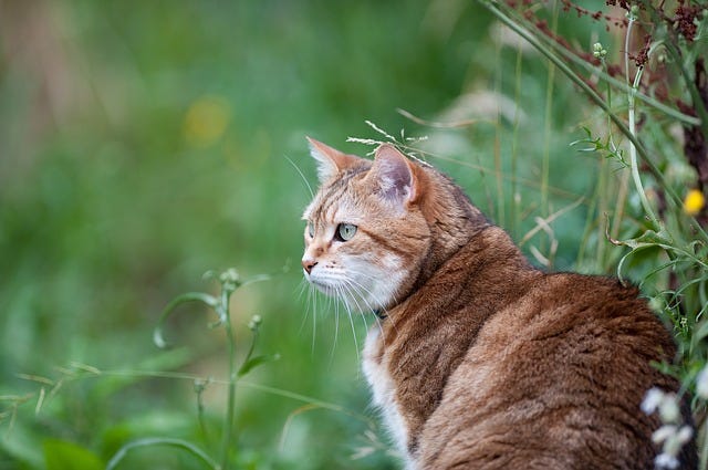 Cat Wars Cat Wars