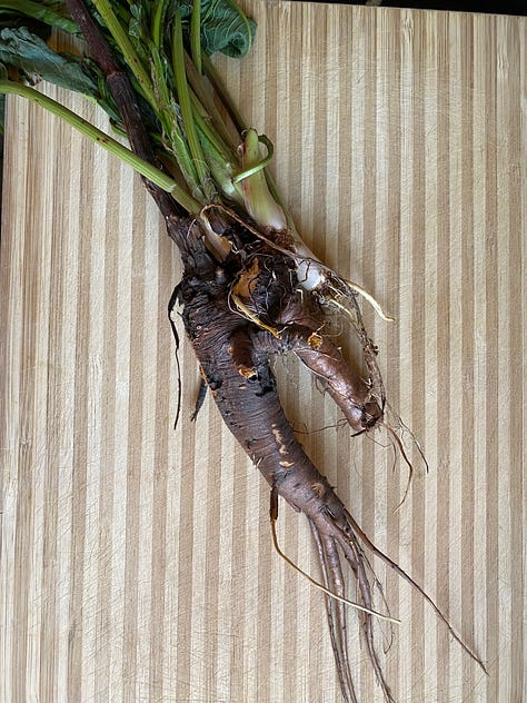 processing the medicinal roots of Rumex crispus