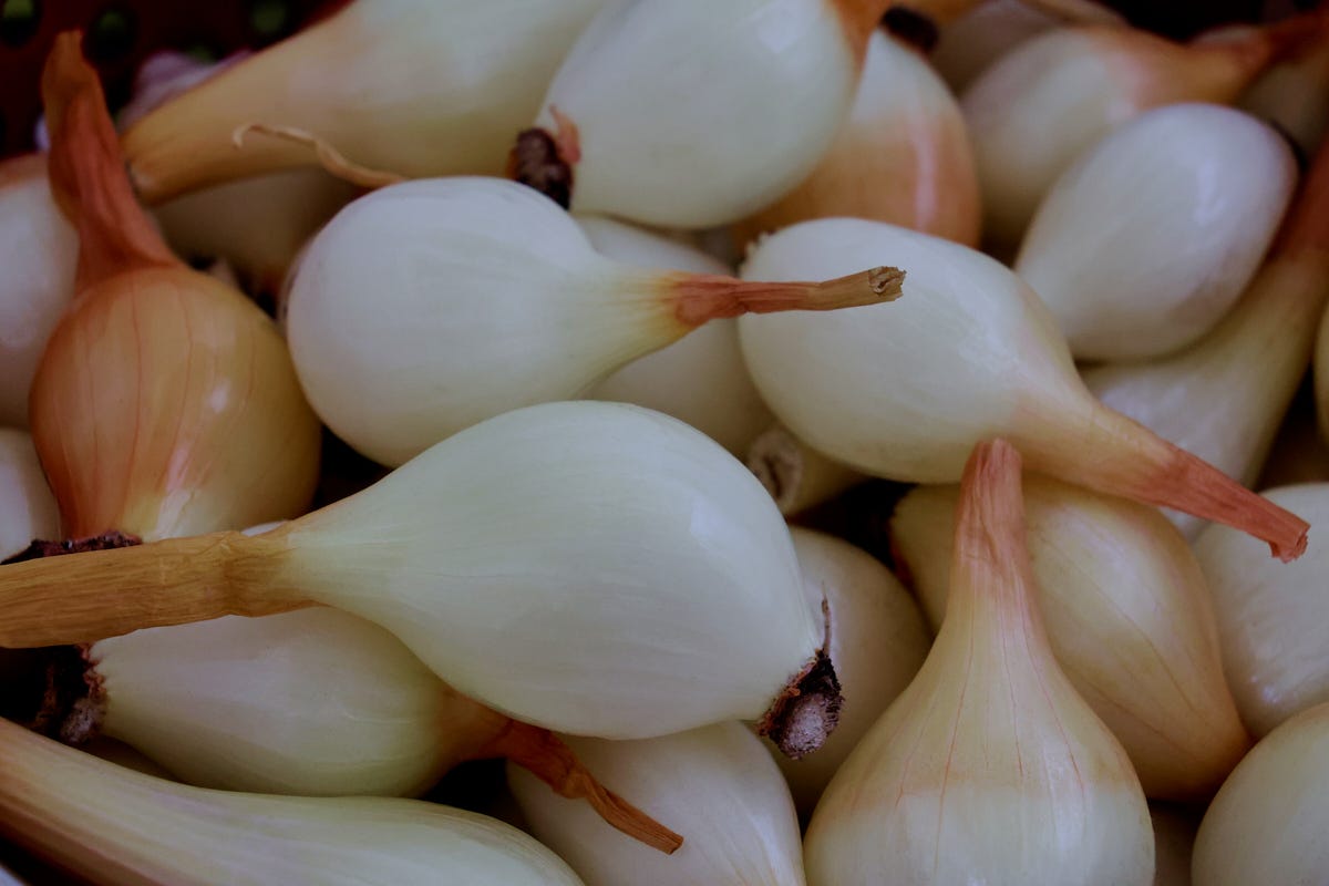 harvested Dutch yellow shallots