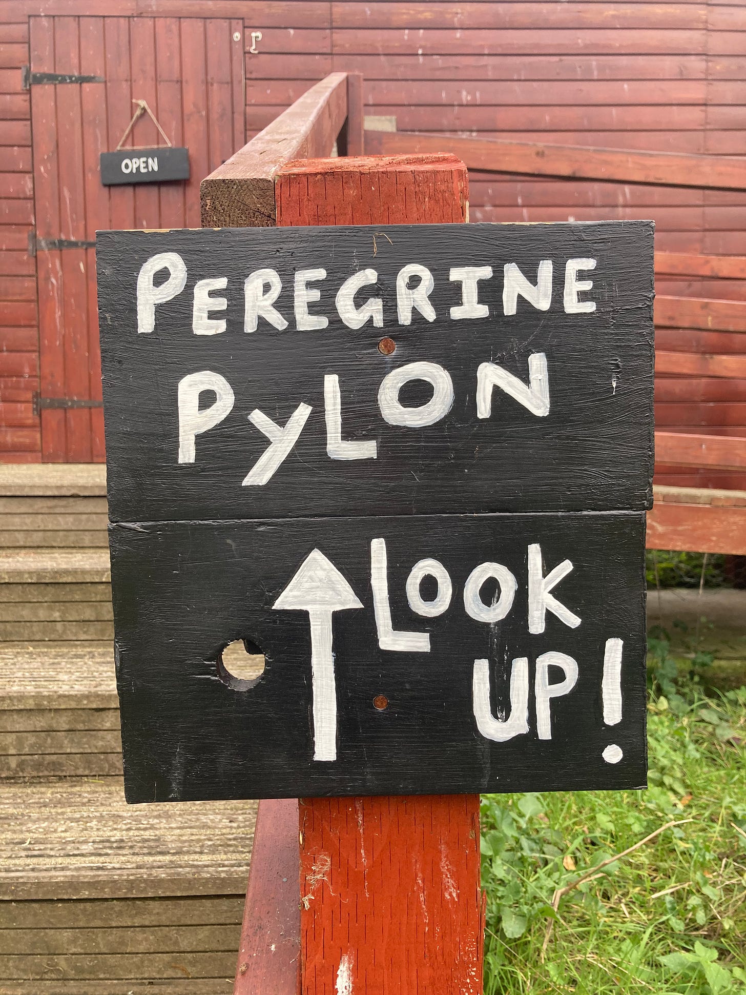 Peregrine pylon! look up!