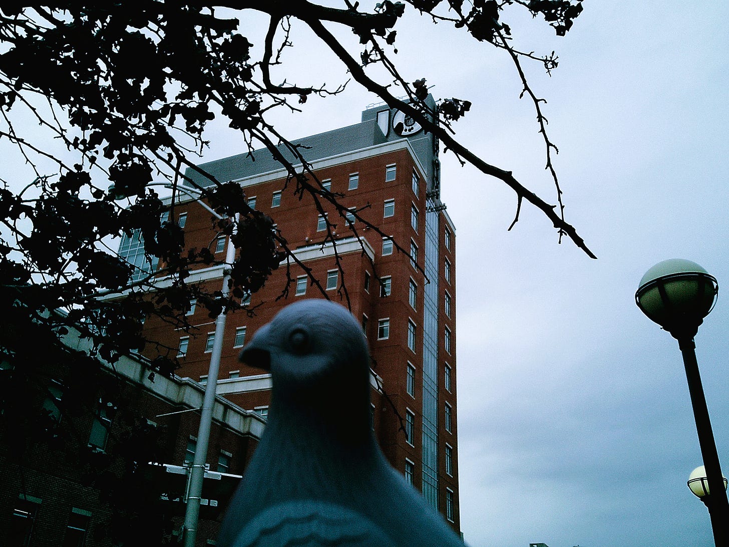 The Chilltown Blues Pigeon figurine (gray and black) looks at the dying foilage on the leaves of a tree, in left of image, as from the center background the JC Public Safety building stands tall at about ten stories. 