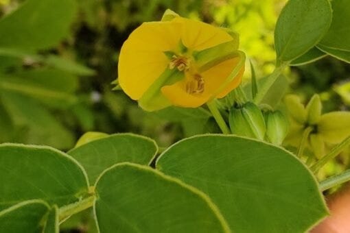 Pot Cassia