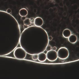 Non-decaying blood ... - what is that?