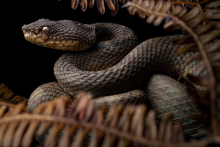 Eyelash viper images by Alejandro Arteaga