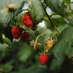 The best way to freeze the last of the Summer fruit