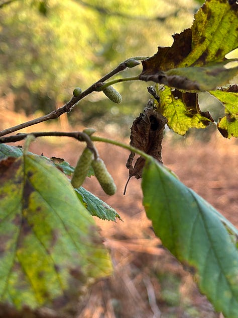 Hazel Woods, Torrisdale, Argyll, Scotland