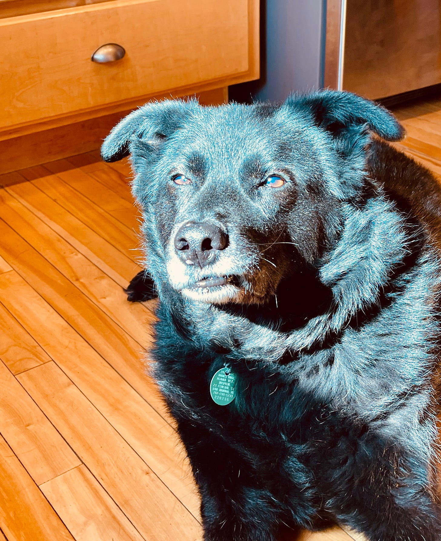 dog with tooth stuck in jowl on kitchen floor