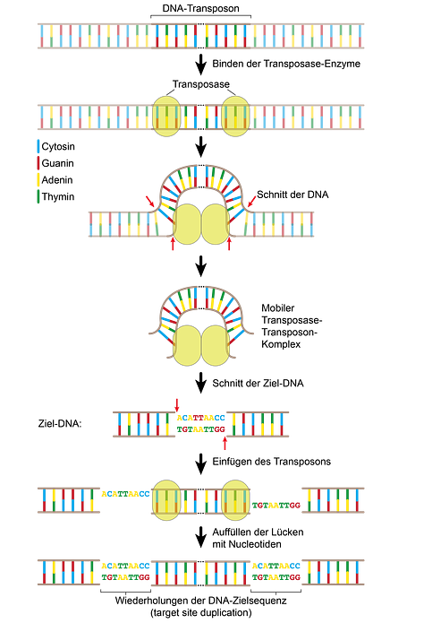 Die Mechanismen, mit denen sich Transposons im Genom bewegen