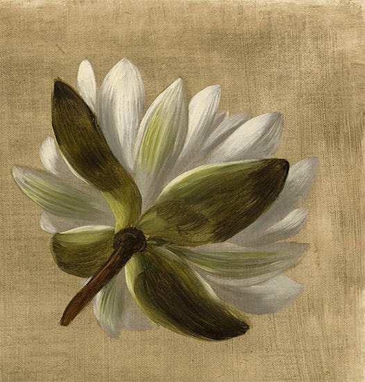 American Water Lily, William Jacob Hays American Water Lily, William Jacob Hays