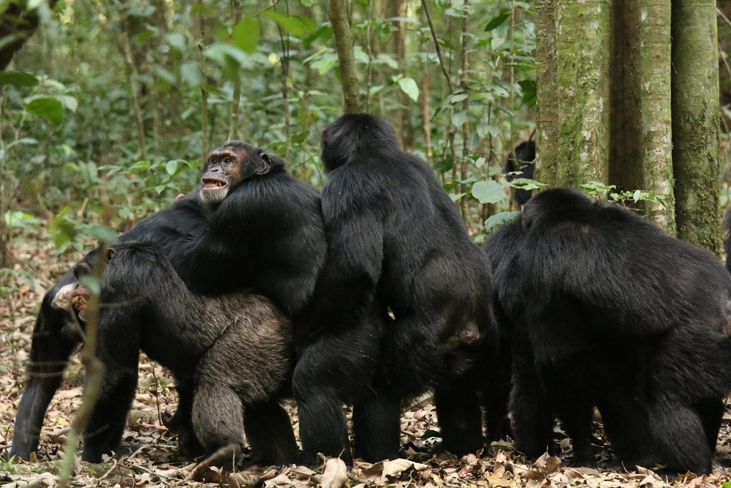 Why these chimps have been at war for 8 years | National Geographic