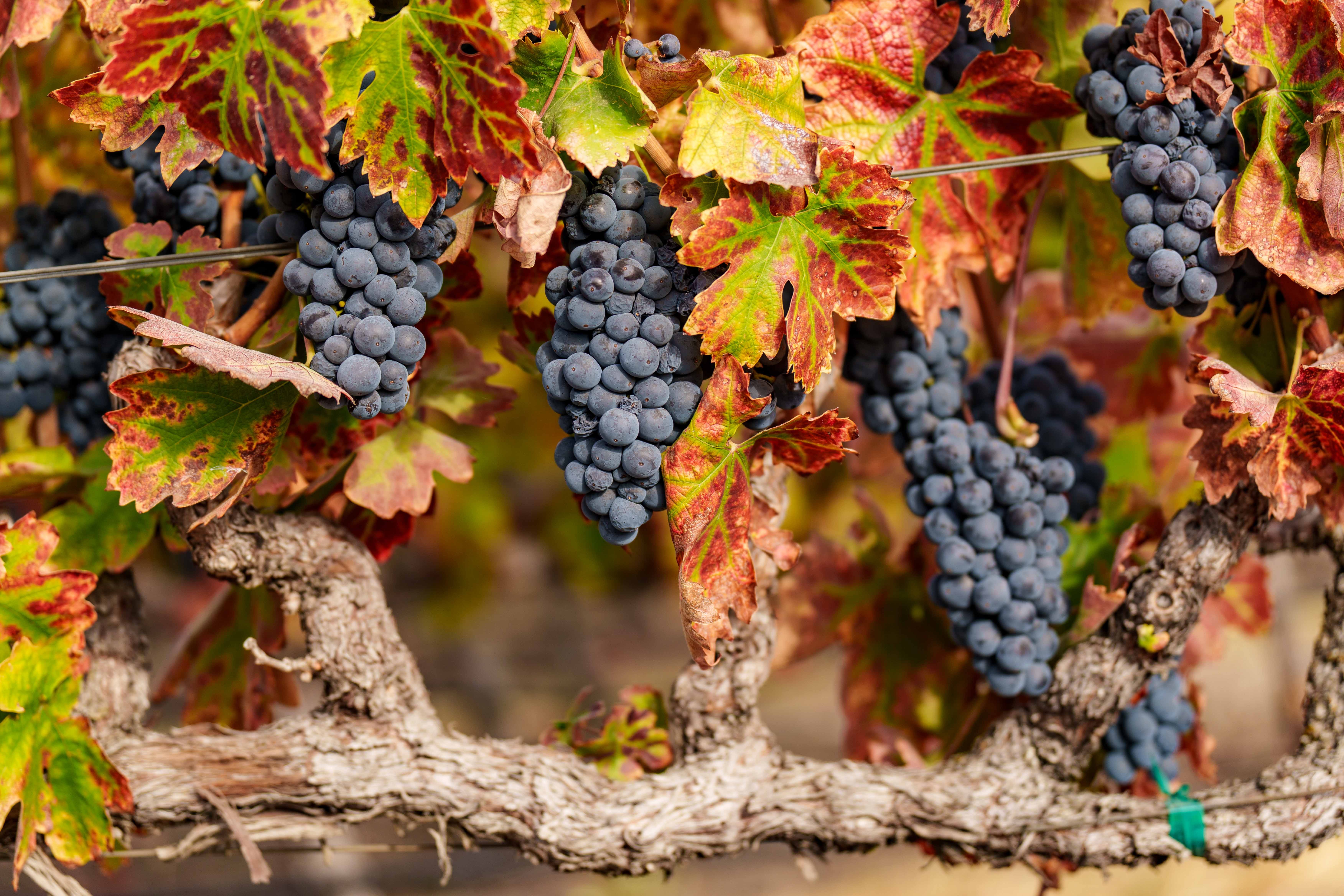 Wine Chronicles: A Hard Reset for Napa Wine