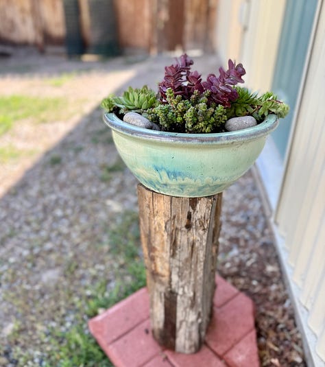 Photos include: tomato and other plants in an assortment of containers, American Robin standing nest with two nestlings atop a metal ladder, bowl of colorful succulent plants on a post next to a stucco wall, rosy and green Lewis' Woodpecker perched on a pear tree trunk, paving-stone walk lined with Red Valerian, coral-colored heritage rose blossom open wide. Photo credit: Susan J Tweit