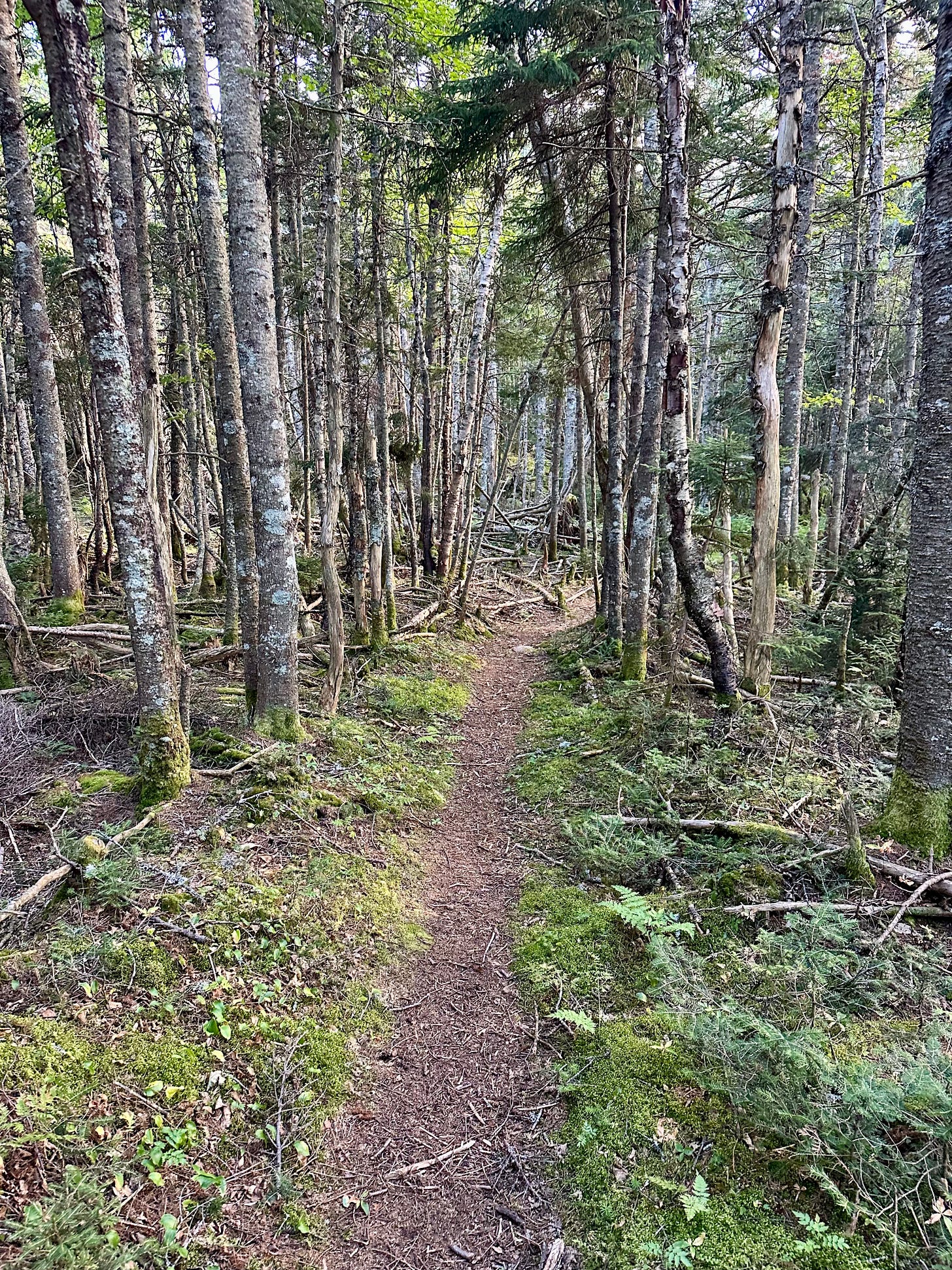 Mossy boreal trail