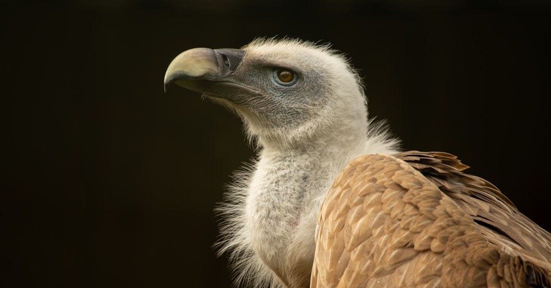 a bird with a yellow beak